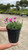 Dianthus Everlast Lavender Eye 227848